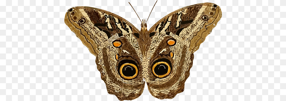 Animal Butterfly, Insect, Invertebrate, Moth Png Image