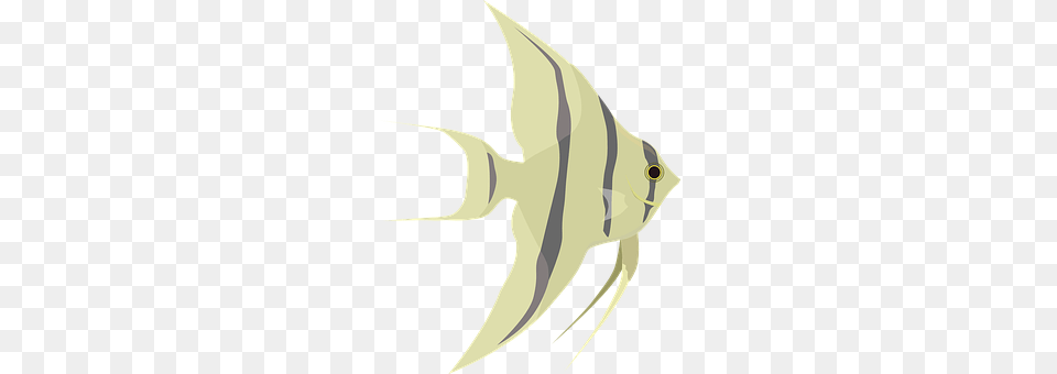 Animal Angelfish, Fish, Sea Life, Bow Png