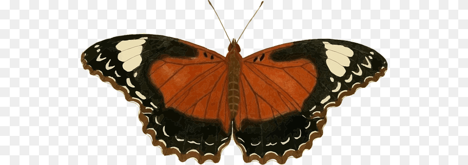 Animal Butterfly, Insect, Invertebrate, Accessories Free Png