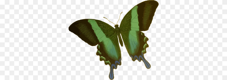 Animal Butterfly, Insect, Invertebrate Png