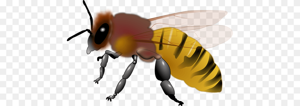 Animal Bee, Honey Bee, Insect, Invertebrate Png Image