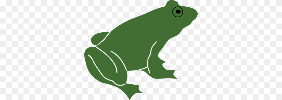 Animal Amphibian, Frog, Wildlife, Person Free Png