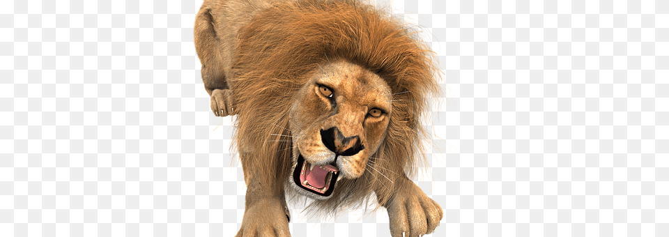 Animal Lion, Mammal, Wildlife Free Png