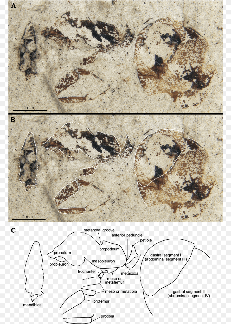 Animal, Fossil, Insect, Invertebrate Png Image