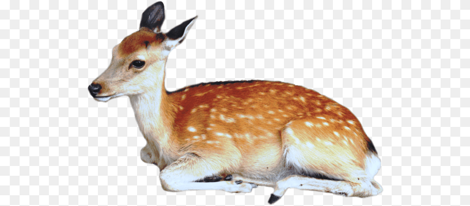 Animal, Deer, Mammal, Wildlife, Kangaroo Free Transparent Png