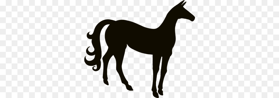 Animal Colt Horse, Horse, Mammal, Person Free Png