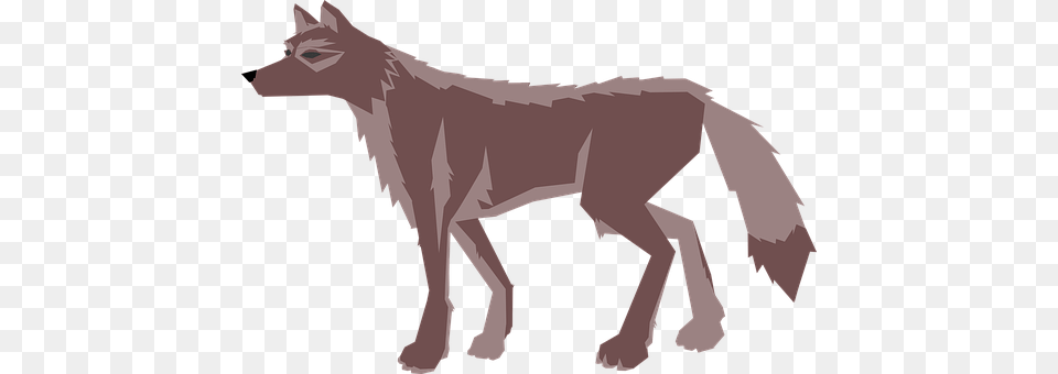 Animal Coyote, Mammal, Wolf, Person Png Image