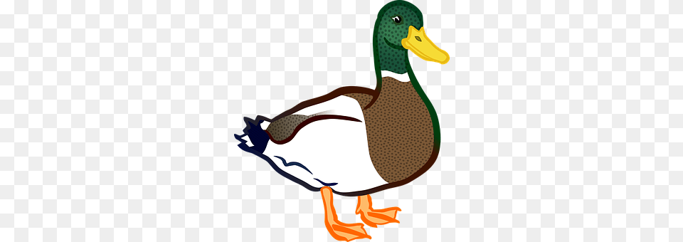 Animal Anseriformes, Bird, Waterfowl, Duck Free Transparent Png