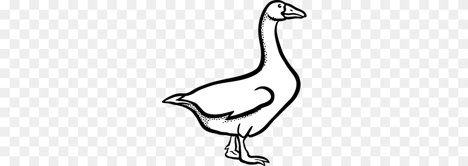 Animal Bird, Goose, Waterfowl, Fish Free Png