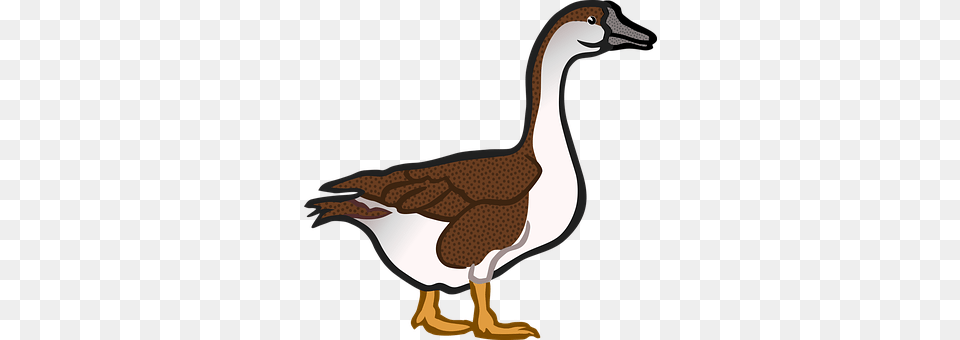 Animal Anseriformes, Bird, Waterfowl, Goose Png