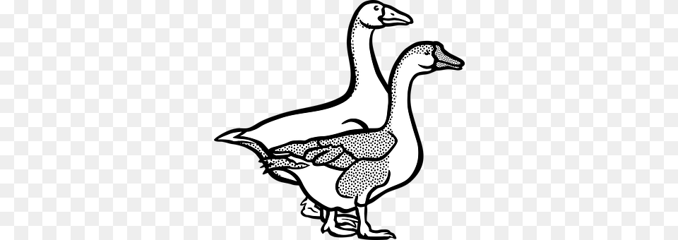 Animal Anseriformes, Bird, Goose, Waterfowl Png Image