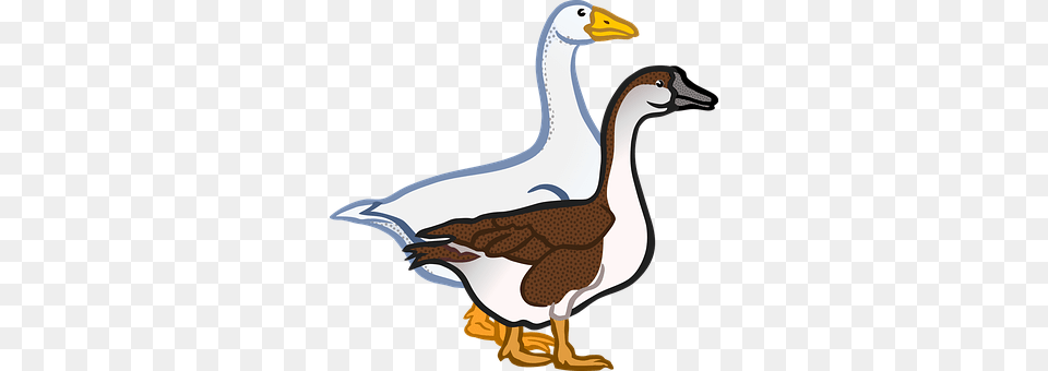 Animal Anseriformes, Bird, Goose, Waterfowl Png