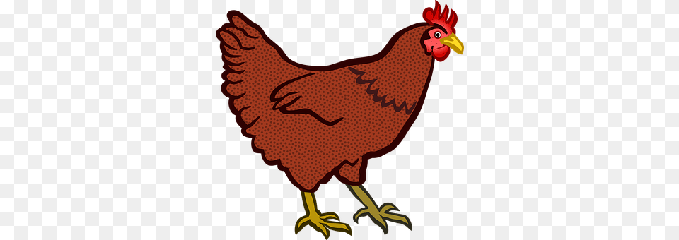 Animal Bird, Chicken, Fowl, Hen Free Png