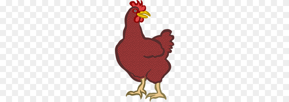 Animal Bird, Fowl, Poultry, Chicken Free Png Download