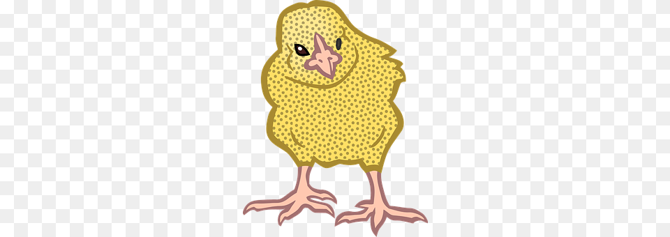 Animal Bird, Chicken, Fowl, Hen Free Transparent Png