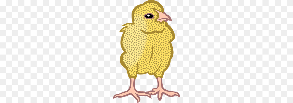 Animal Bird, Chicken, Fowl, Hen Free Transparent Png