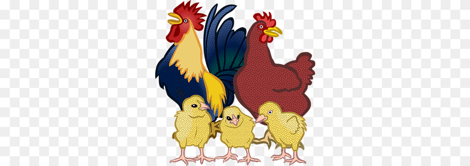 Animal Bird, Chicken, Fowl, Poultry Free Png Download
