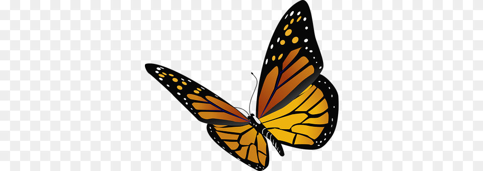 Animal Butterfly, Insect, Invertebrate, Monarch Png