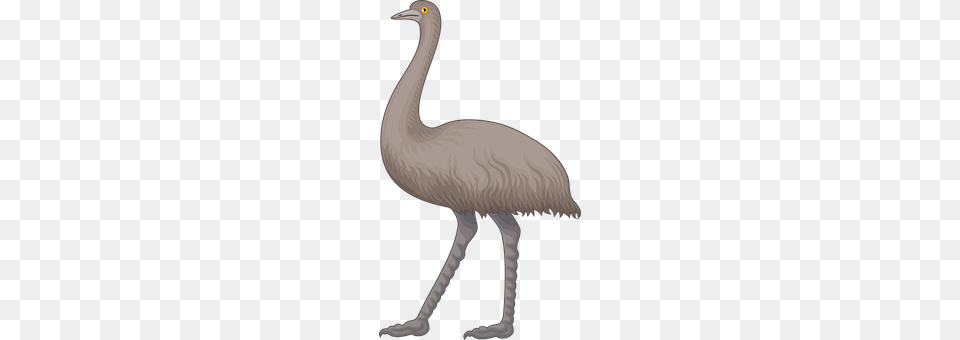 Animal Bird, Waterfowl, Crane Bird Free Png Download