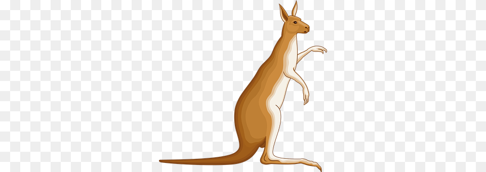 Animal Mammal, Kangaroo Png