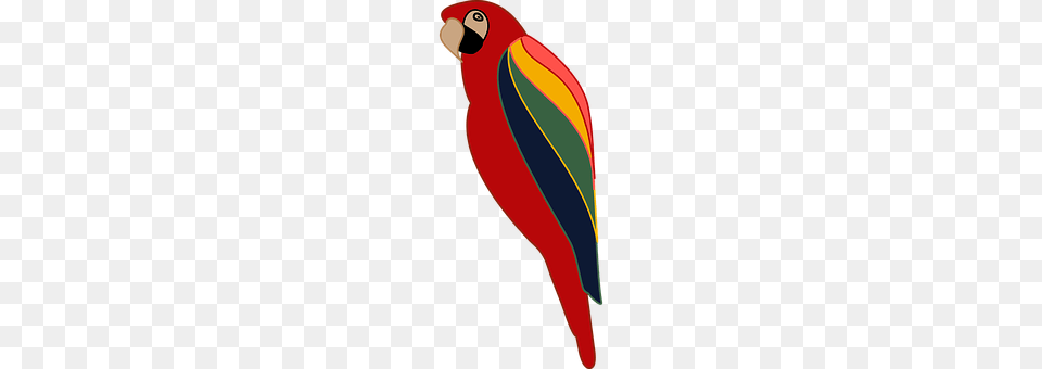 Animal Bird, Parrot, Beak Png Image