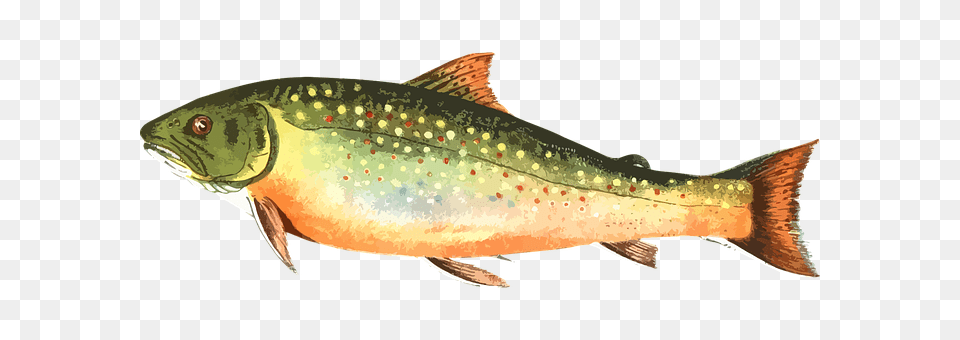Animal Fish, Sea Life, Trout Free Transparent Png
