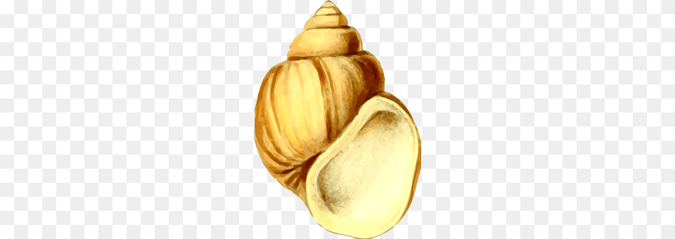 Animal Invertebrate, Sea Life, Seashell, Food Free Transparent Png