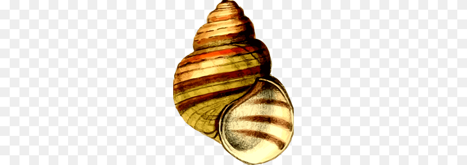 Animal Invertebrate, Sea Life, Seashell, Conch Png