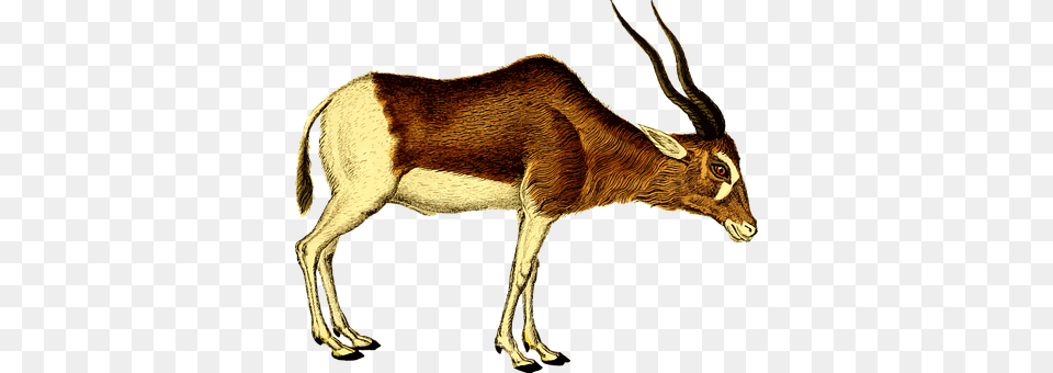 Animal Antelope, Gazelle, Mammal, Wildlife Png Image