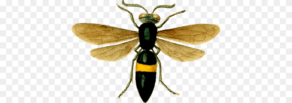 Animal Wasp, Invertebrate, Insect, Bee Free Png Download