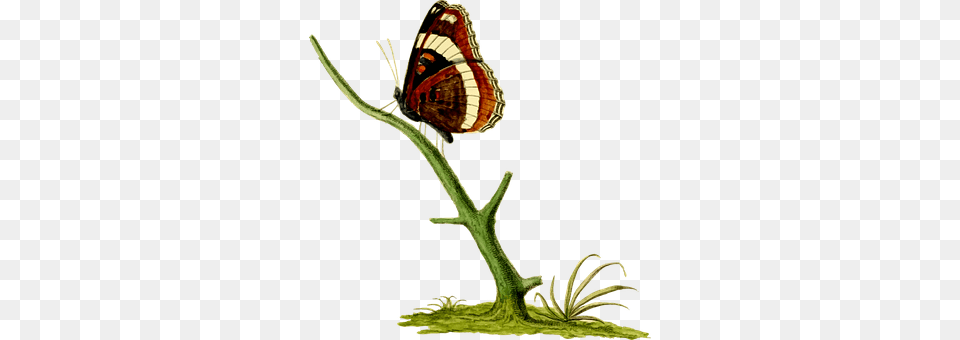 Animal Butterfly, Insect, Invertebrate Png Image