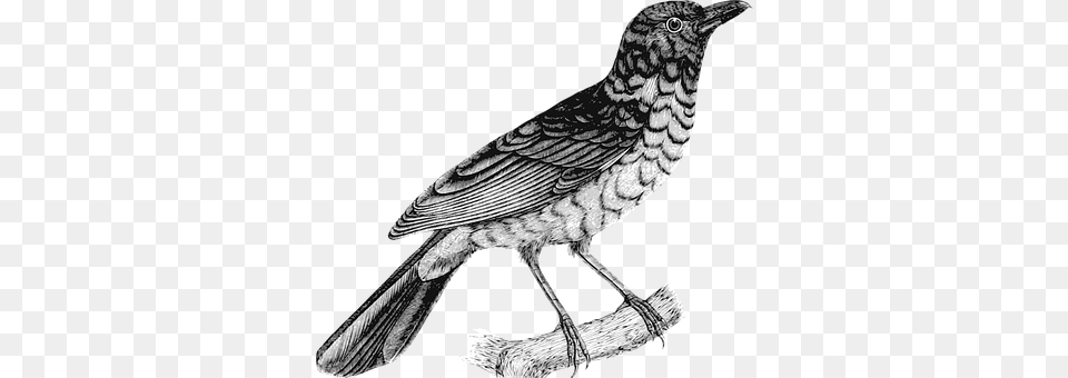 Animal Bird, Blackbird, Anthus, Art Png Image