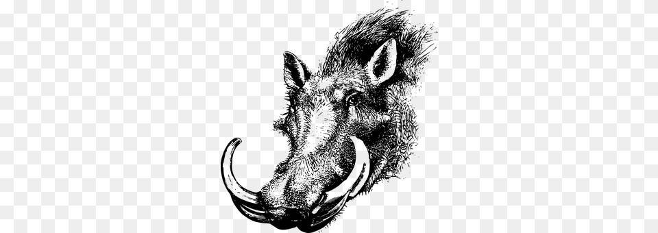 Animal Gray Free Transparent Png