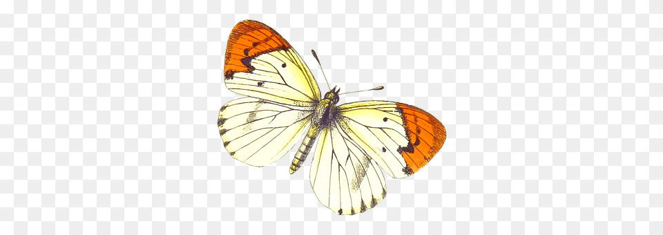 Animal Insect, Invertebrate, Butterfly Free Png