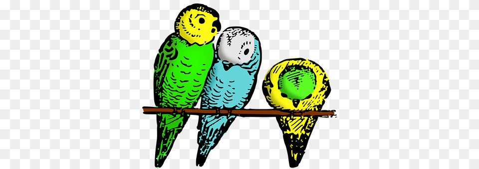 Animal Bird, Parakeet, Parrot, Person Free Transparent Png