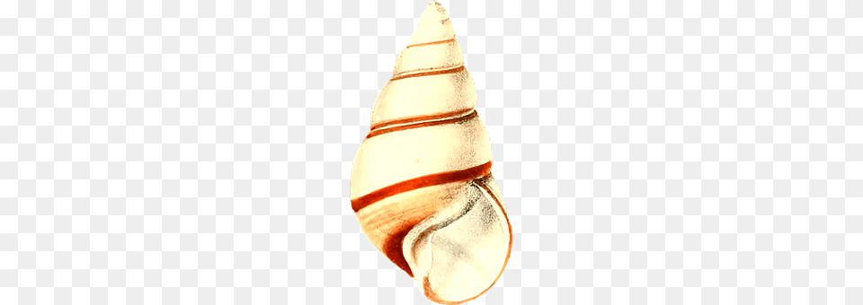 Animal Seashell, Sea Life, Invertebrate, Conch Png Image