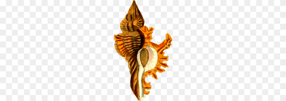 Animal Invertebrate, Sea Life, Seashell, Conch Png