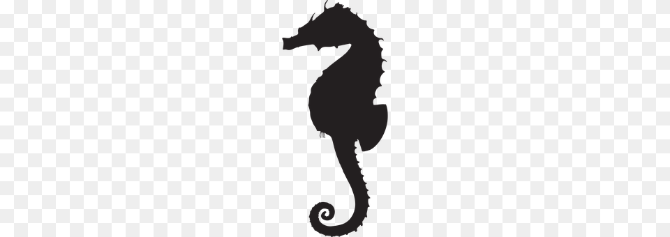 Animal Mammal, Sea Life, Seahorse, Person Png