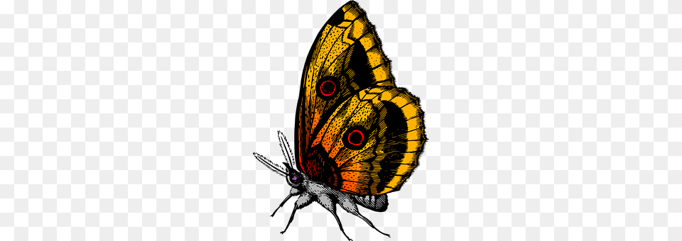 Animal Butterfly, Insect, Invertebrate, Bird Png Image