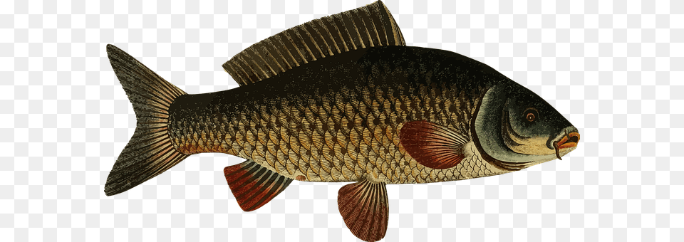 Animal Fish, Sea Life, Carp Free Transparent Png