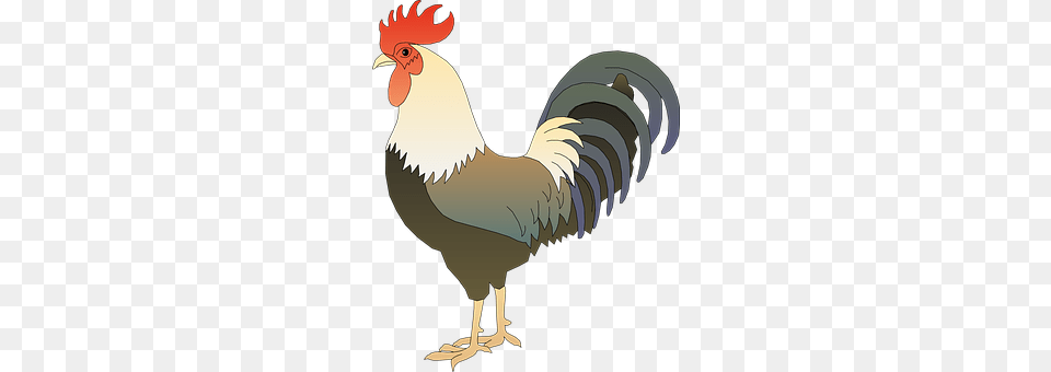 Animal Bird, Fowl, Poultry, Chicken Png