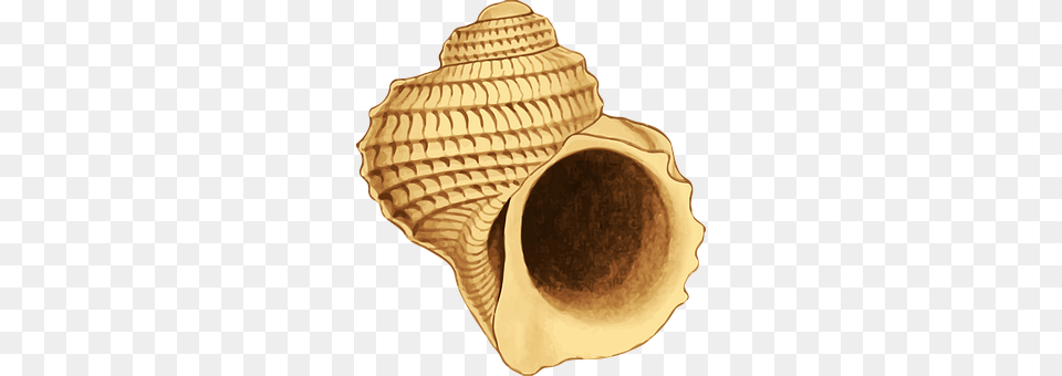 Animal Invertebrate, Sea Life, Seashell, Clam Free Png