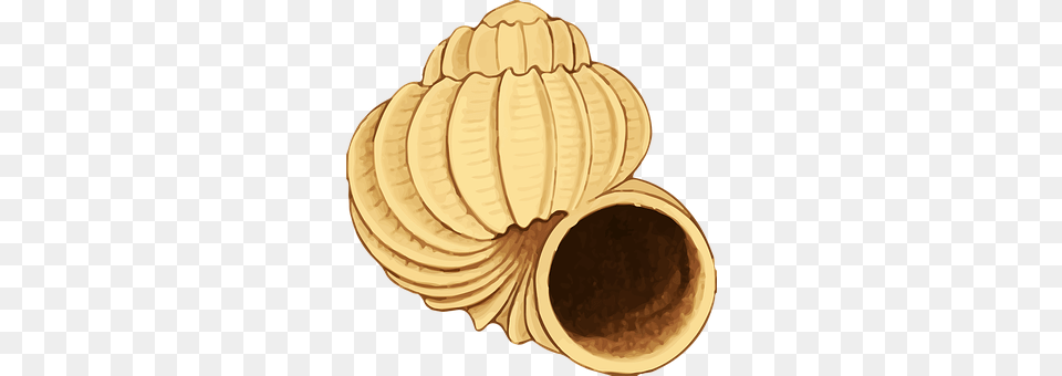 Animal Clam, Food, Invertebrate, Sea Life Free Transparent Png