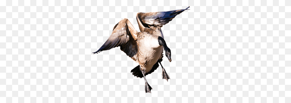 Animal Bird, Flying, Goose, Waterfowl Png Image