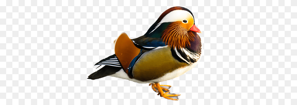 Animal Anseriformes, Bird, Waterfowl, Duck Png