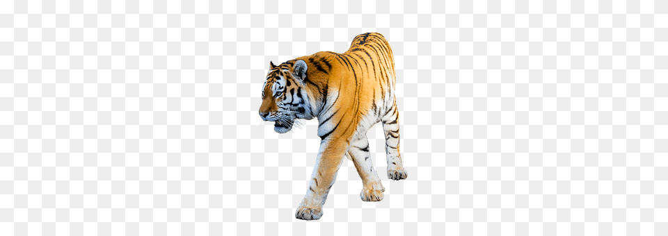 Animal Mammal, Tiger, Wildlife Free Transparent Png