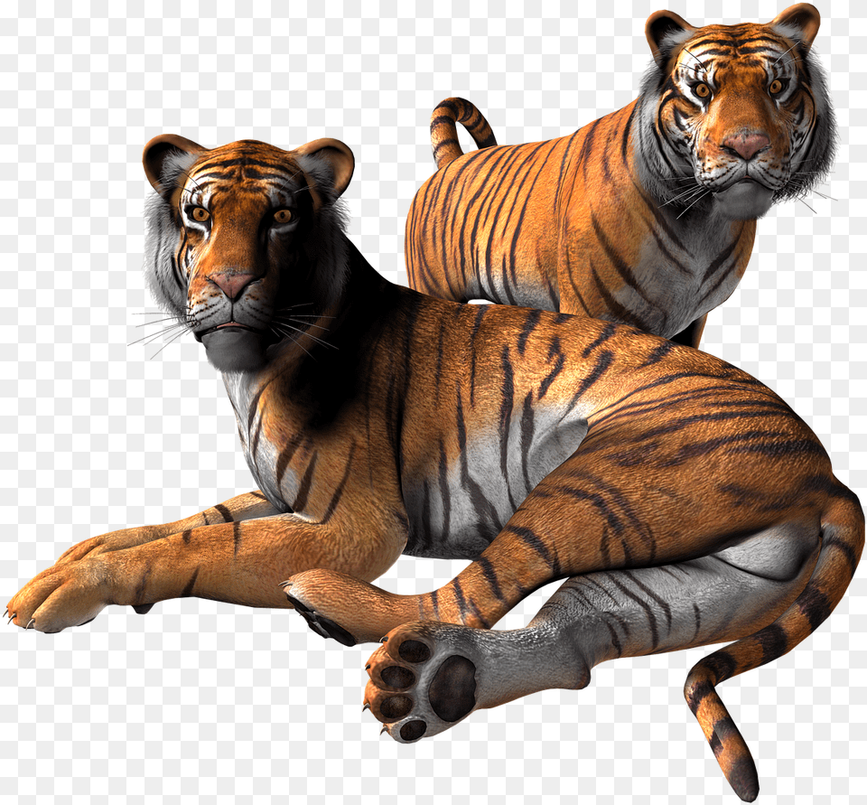 Animal, Mammal, Tiger, Wildlife Png Image