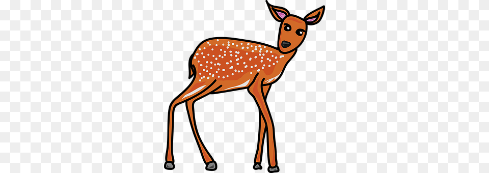 Animal Deer, Mammal, Wildlife, Kangaroo Png