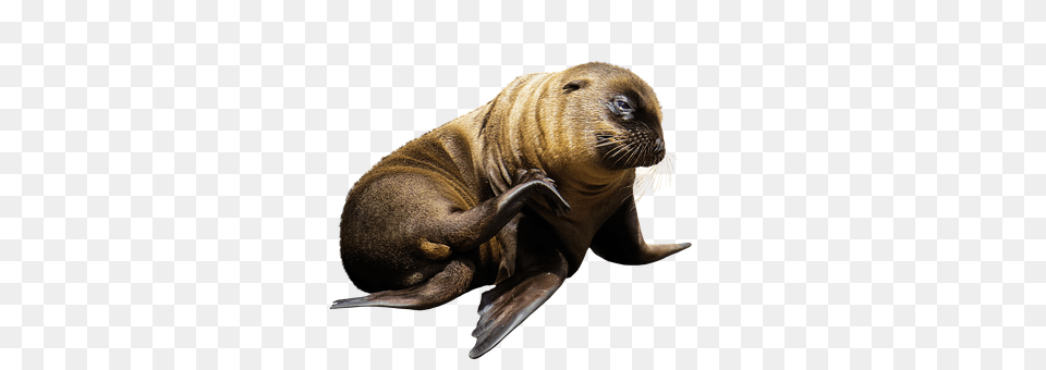 Animal Mammal, Sea Life, Sea Lion, Seal Free Transparent Png