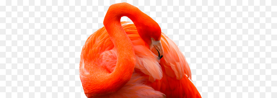 Animal Beak, Bird, Flamingo Free Transparent Png